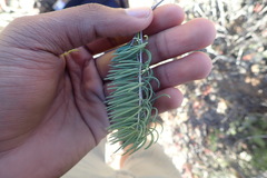Asparagus crassicladus