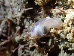 Atys semistriatus