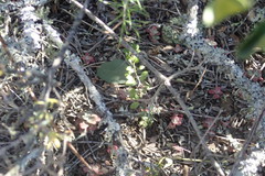 Haemanthus