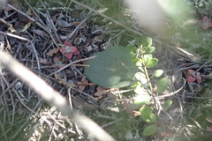 Haemanthus