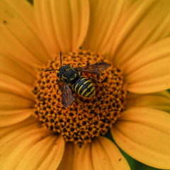 Paranthidium jugatorium