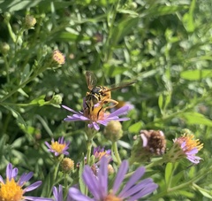 Spilomyia interrupta