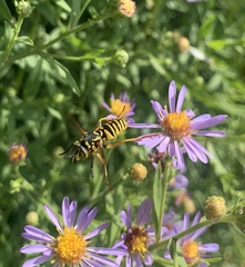 Spilomyia interrupta