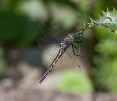 Epitheca petechialis