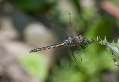 Epitheca petechialis