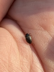 Leconectes striatellus