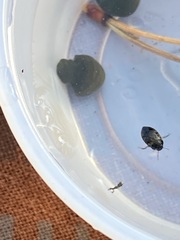 Leconectes striatellus