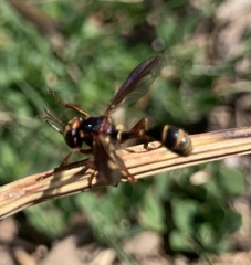 Physocephala marginata