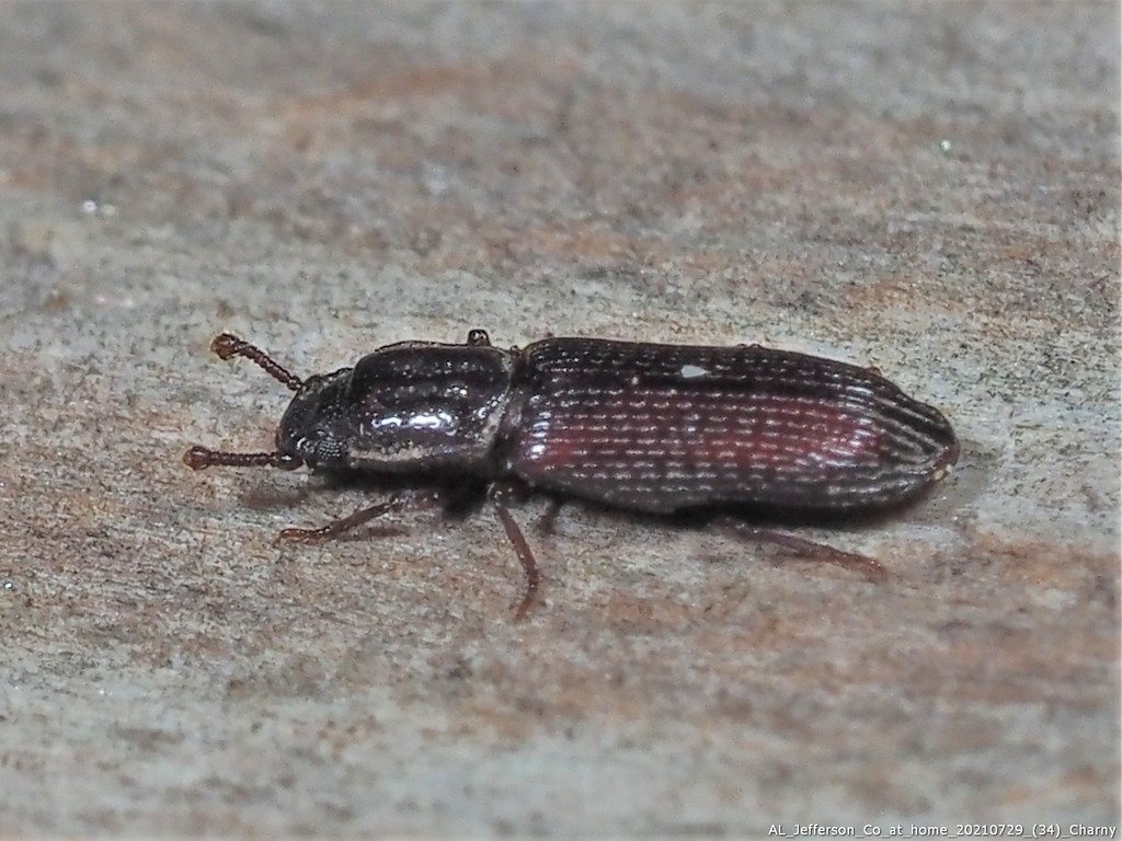 Pycnomerus sulcicollis