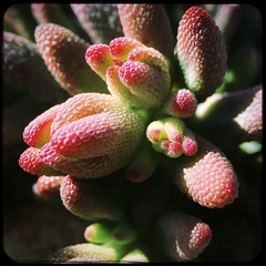 Mesembryanthemum resurgens