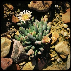 Mesembryanthemum resurgens