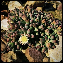 Mesembryanthemum resurgens