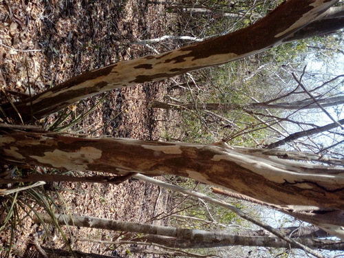White Leadtree (Chloroleucon mangense)