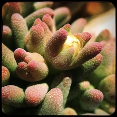 Mesembryanthemum resurgens