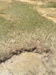 Zostera