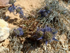 Eryngium dilatatum