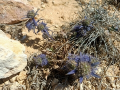 Eryngium dilatatum