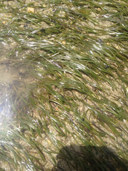 Zostera