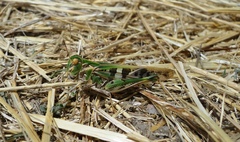 Oedaleus decorus