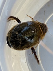 Acilius abbreviatus
