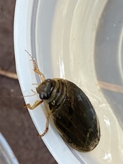 Acilius abbreviatus