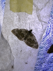 Entephria infidaria