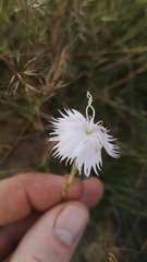 Dianthus mooiensis