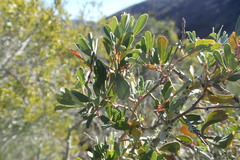 Rhoicissus tridentata