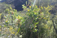 Rhoicissus tridentata