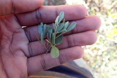 Rhoicissus tridentata