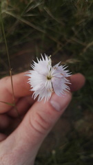 Dianthus mooiensis