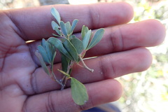 Rhoicissus tridentata