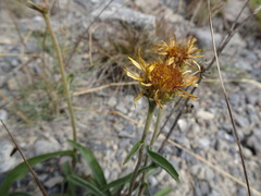 Pentanema montanum