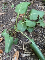 Bistorta officinalis