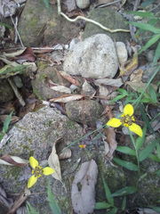 Trimezia steyermarkii