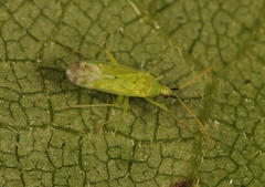 Macrolophus pygmaeus