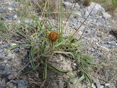 Pentanema montanum