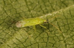 Macrolophus pygmaeus