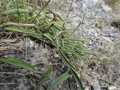 Pentanema montanum