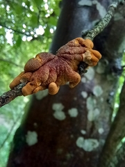Hypocreopsis rhododendri