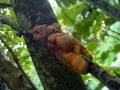 Hypocreopsis rhododendri