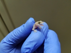 Hemidactylus turcicus