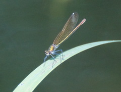 Calopteryx splendens