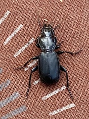 Pterostichus lama