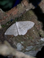 Scopula incanata