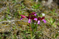 Anacamptis papilionacea papilionacea
