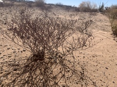 Eriogonum rotundifolium