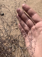 Eriogonum rotundifolium
