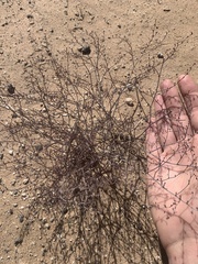 Eriogonum rotundifolium