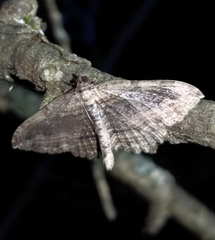 Philereme transversata